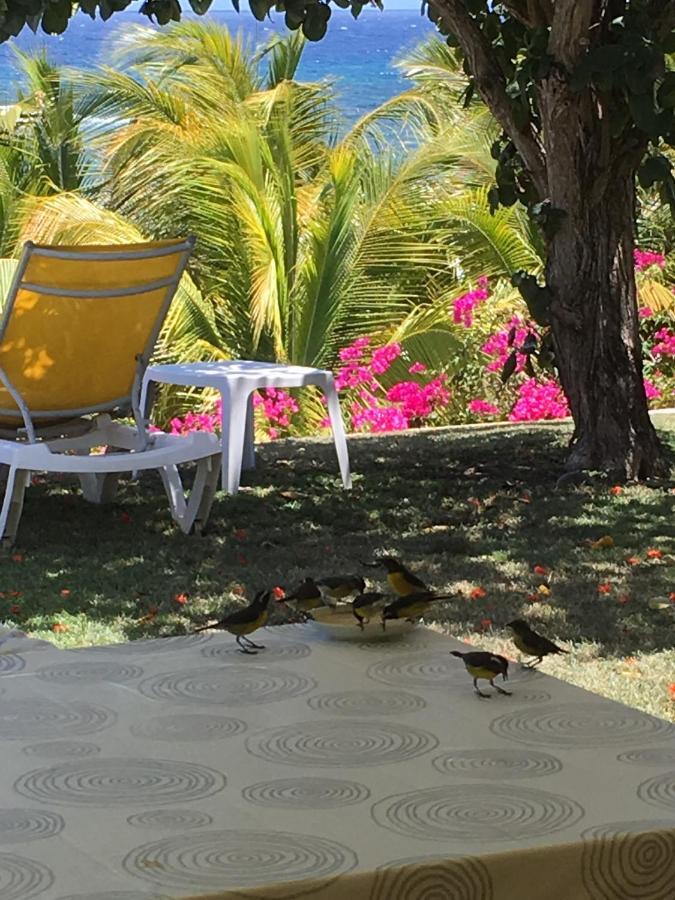 Villa Guadeloupe Saint Francois Acces Mer Piscine Iguana Bay - Villa Zagadi Bagian luar foto